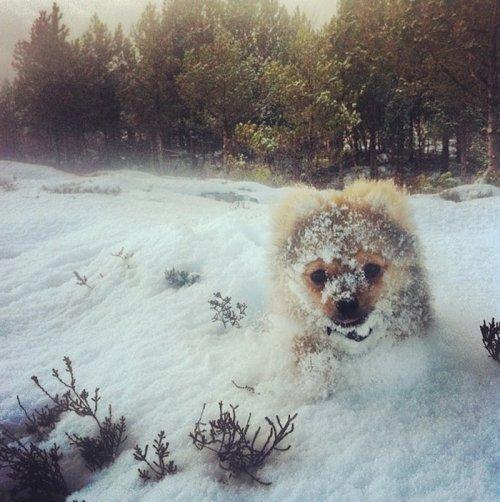 Реакция животных на первый снег (ФОТО)