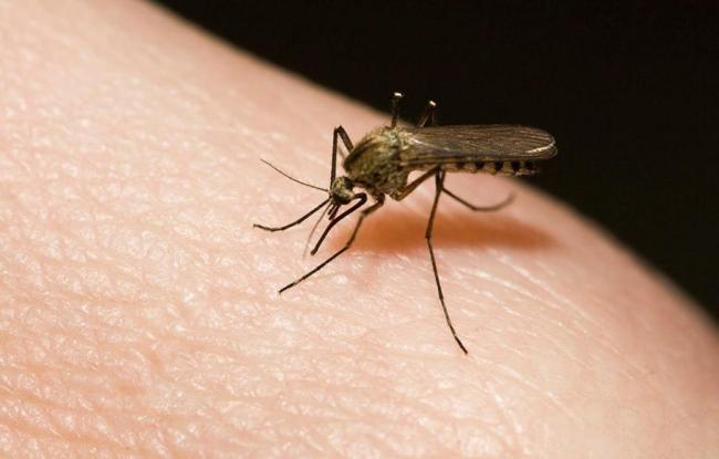 Ученые рассказали, как избежать укусов комаров