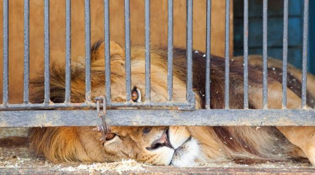 В Великобритании запретят использовать диких животных для цирковых представлений