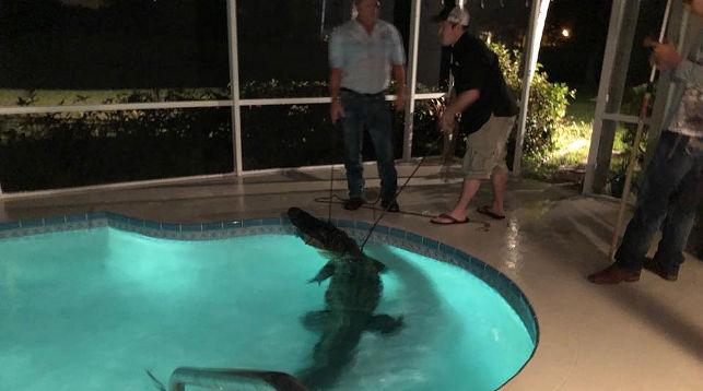 Незваный гость: житель Флориды обнаружил трехметрового аллигатора в своем басейне (ФОТО)