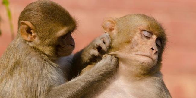 Ученые впервые наблюдали синхронизацию мозгов обезьян