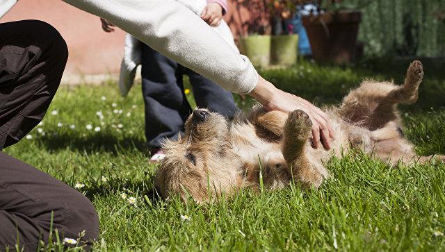 Ветеринар объяснил, почему не стоит чесать собаке живот