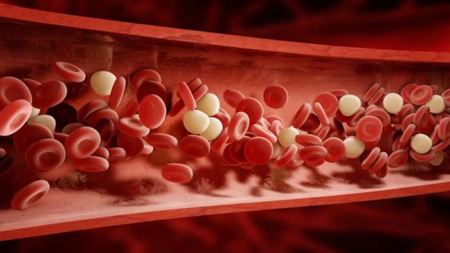 Ученые определили молекулу, которая поддерживает производство клеток крови при диетическом стрессе