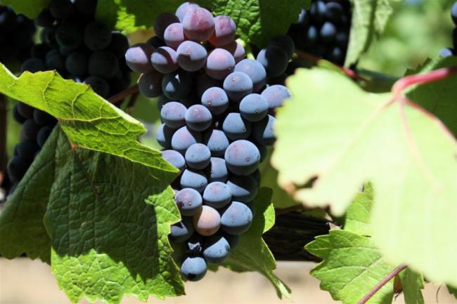 Ученые нашли новое применение винограду