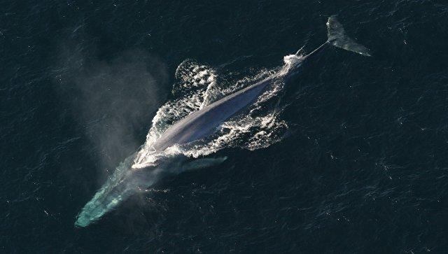 Появление синего кита в Красном море озадачило египетских экологов