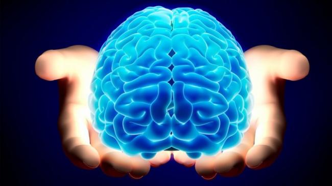Ученые обнаружили в мозге человека волны для поддержания памяти