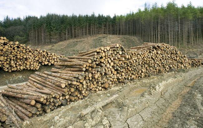 Стало известно, почему Порошенко наложил вето на закон о контрабанде леса