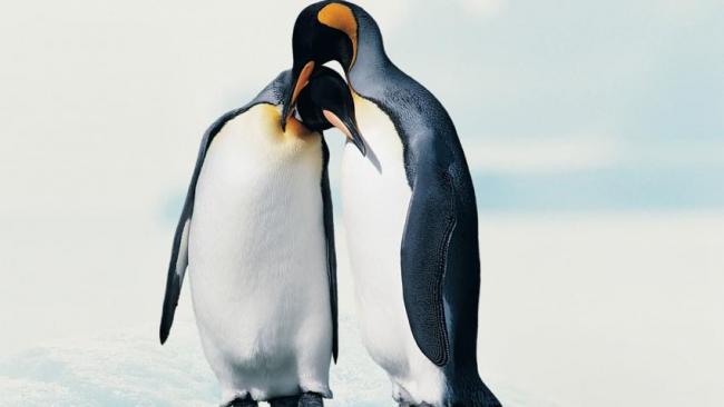 Крупнейшая в мире колония королевских пингвинов сократилась на 88%