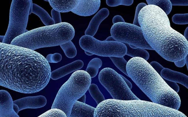 Биологи обнаружили новые бактерии, которые не боятся антибиотиков