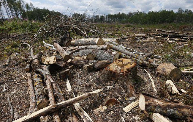 Рада ужесточила наказание за незаконную вырубку лесов