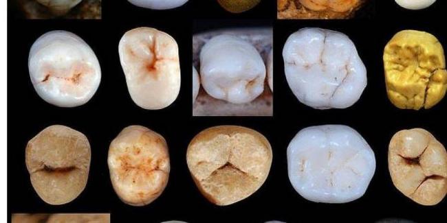 Ученые определили, когда разделились неандертальцы и современные люди