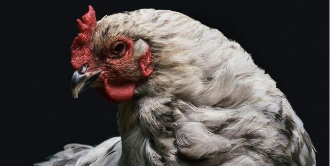 Украина вошла в тройку крупнейших экпортеров курятины в ЕС