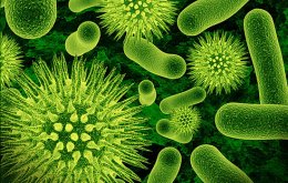 Человеческие бактерии станут лекарством