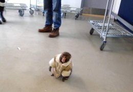 В Канаде по магазинам ходит обезьяна в пальто (ФОТО)