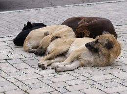 На борьбу с инфекционными болезнями животных потратят 103 млн