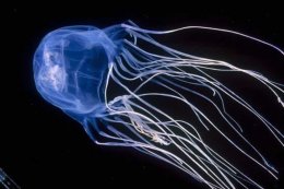 Ученые нашли антидот, который нейтрализует яд опаснейших медуз