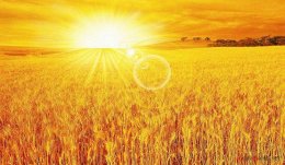 Мир может остаться без пшеницы
