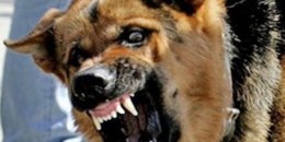 В Москве овчарка порвала наряд полиции