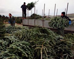 Милиция изъяла у браконьеров елок на 2 млн ​​грн