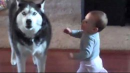 Ролик с собакой и малышом бьет рекорды в интернете (ВИДЕО)