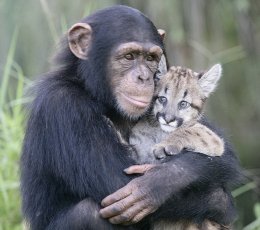 Ученые нашли нейроны отвечающие за альтруизм