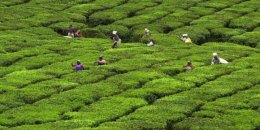 В Индии работники чайной плантации съели работодателя