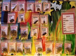 В Голландии туристу уже не накуриться