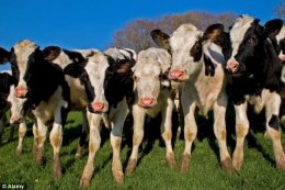 Скоро ученые будут использовать органы животных при трансплантациях