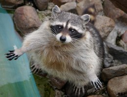 Мечта любого холостяка (ВИДЕО)