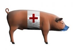«Свиной грипп» уже в Киеве
