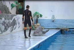 Севастопольский дельфин ходит по суше (ФОТО+ВИДЕО)