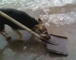 В Крыму даже собак привлекают к уборке снега (ВИДЕО)
