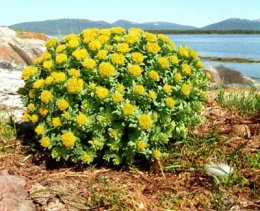 Найден золотой корень жизни