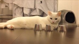 "Кручу-верчу обмануть... не получится" или как кот играет в "наперстки" (ВИДЕО)