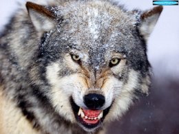 Ученые выяснили правду, почему нельзя приручить волков (ФОТО)