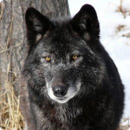 Ученые выяснили правду, почему нельзя приручить волков (ФОТО)