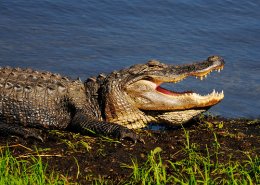В реку Лимпопо сбежали 15 тысяч крокодилов