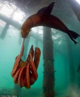Морской котик напал на осьминога (ФОТО)