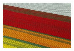 Полет на самолете над голландскими тюльпанными полями (ФОТО)