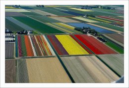 Полет на самолете над голландскими тюльпанными полями (ФОТО)