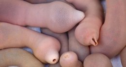 Экзотические и странные блюда со всего мира (ФОТО)