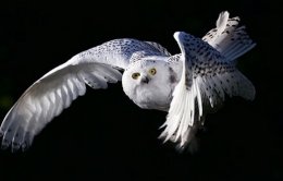 Почему совы не падают с инсультом