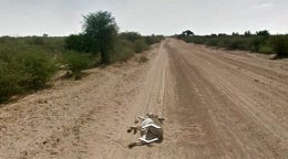 Google обвинили в убийстве осла в Африке