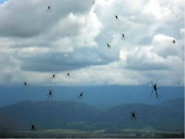 В Бразилии с неба падают пауки (ВИДЕО)