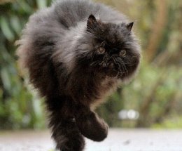 В Великобритании кот потерял две лапы, но бодро передвигается на оставшихся (ВИДЕО)