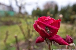 В Крыму расцвели розы, абрикосы и жасмин (ФОТО)