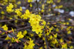 В Крыму расцвели розы, абрикосы и жасмин (ФОТО)