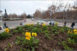 В Крыму расцвели розы, абрикосы и жасмин (ФОТО)