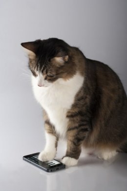 Создано защитное покрытие для смартфонов, которое выдерживает удар молотка (ФОТО+ВИДЕО)