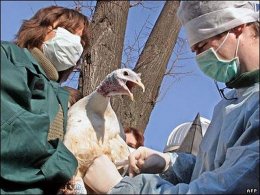 В Германию "прилетел" птичий грипп